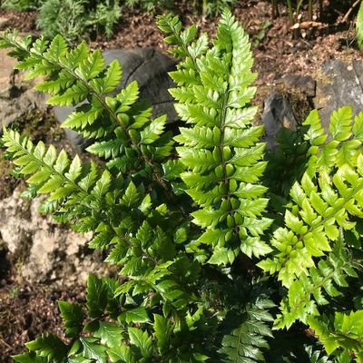 Fern Polystichum neolobatum