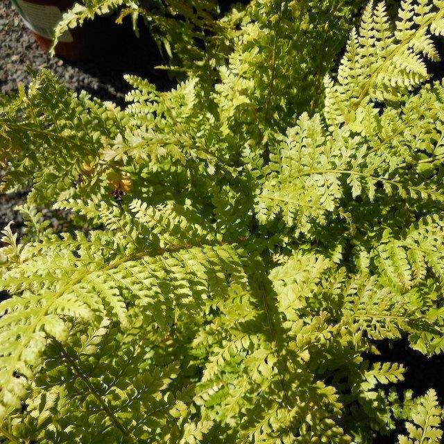 Fern Polystichum setiferum 'Proliferum Wollaston'