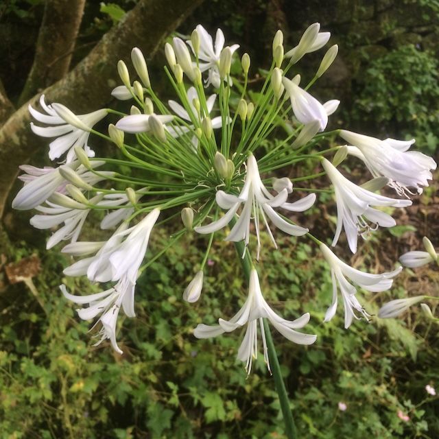 Agapanthus 'Kirsty'