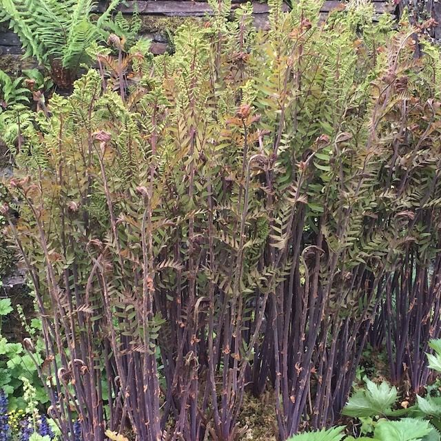 Fern Osmunda regalis 'Purpurascens'