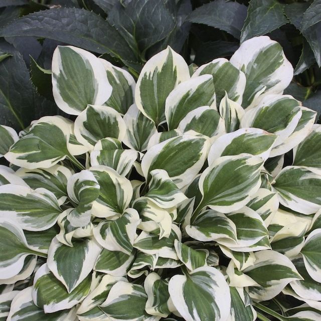 Hosta 'Diamonds are Forever' ™