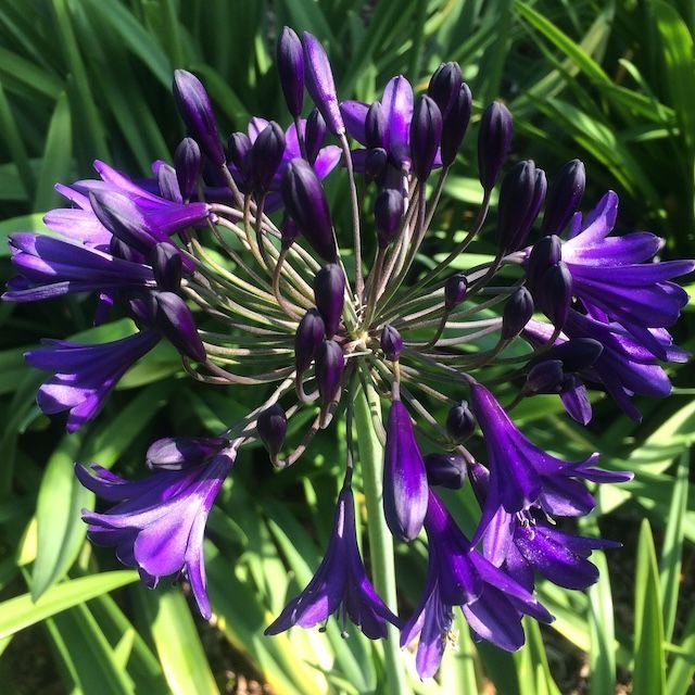 Agapanthus 'Royal Velvet'