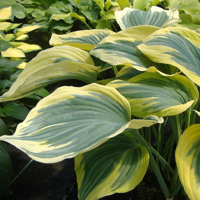 2026 Hearty Hosta Collection