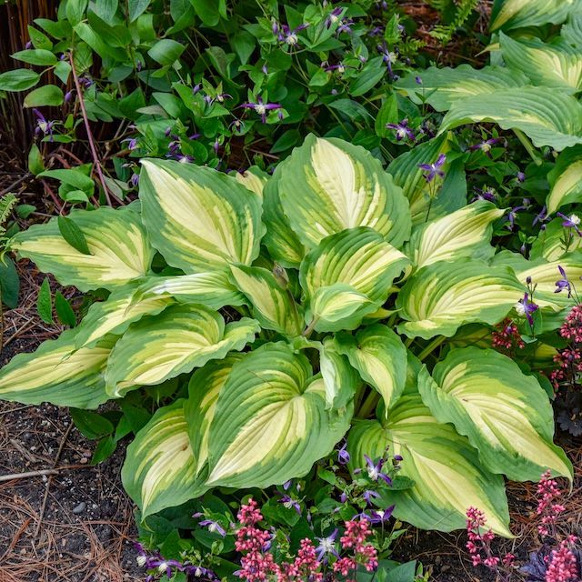 Hosta 'Love Story' ®