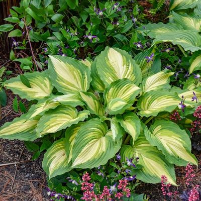 Hosta 'Love Story' ®