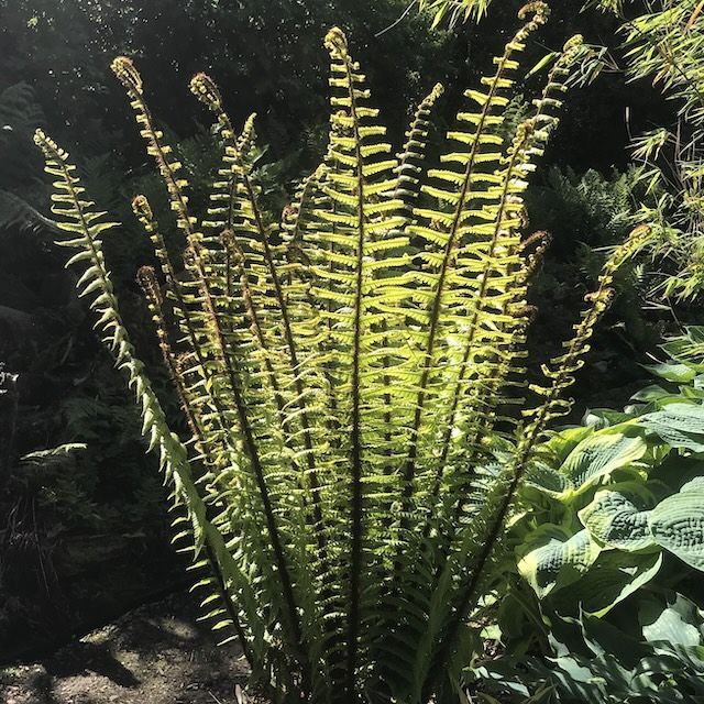 Fern Dryopteris wallichiana