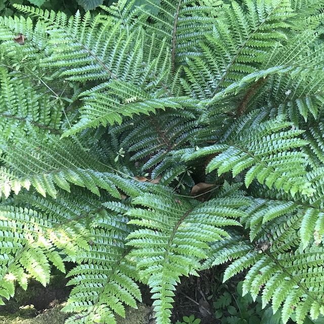 Fern Polystichum polyblepharum