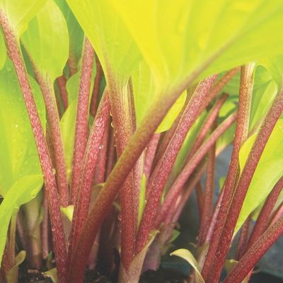 Red Stemmed Hostas