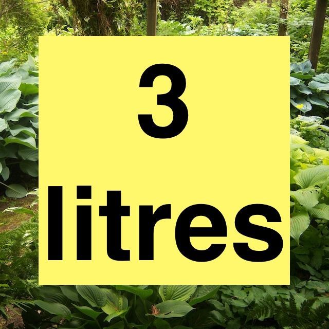 2026 Mature 3 Litre Chelsea Pensioner  Hostas