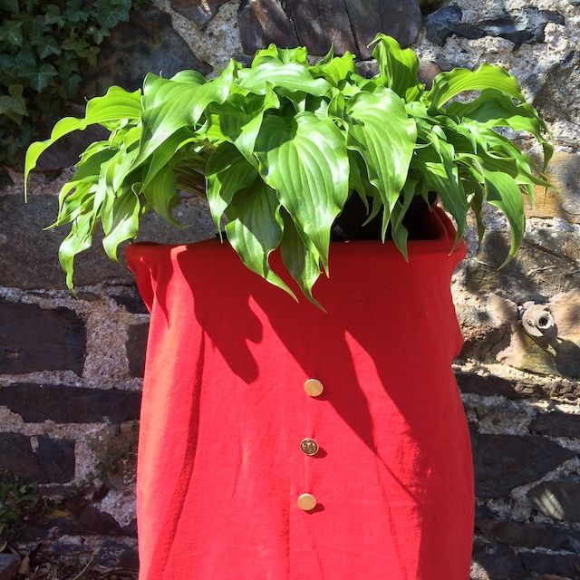 2026 Mature 5 Litre Chelsea Pensioner  Hostas