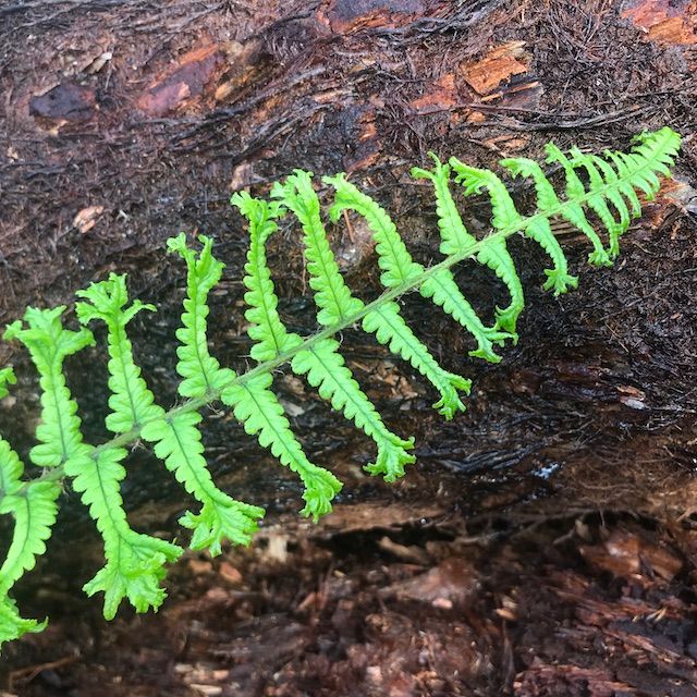 Fern Dryopteris affinis 'Cristata' (The King)