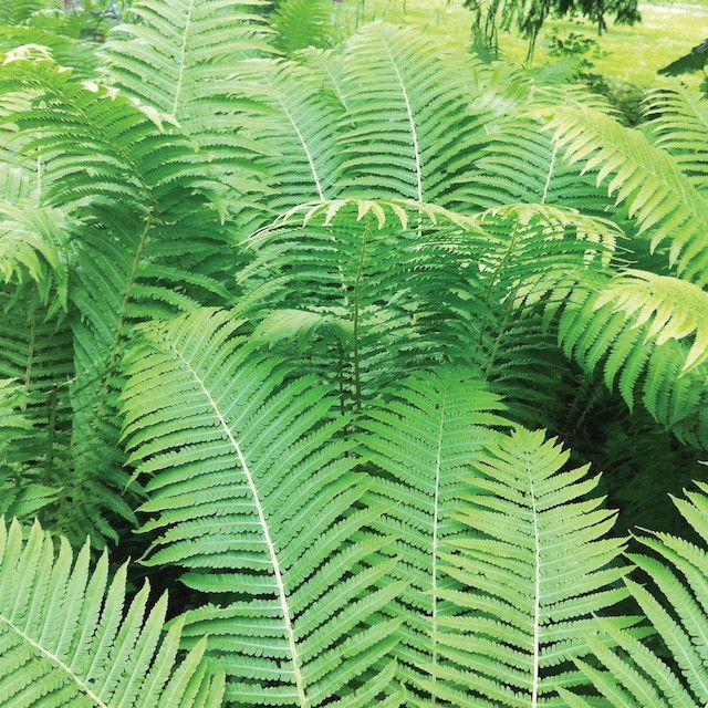 Fern Matteuccia struthiopteris