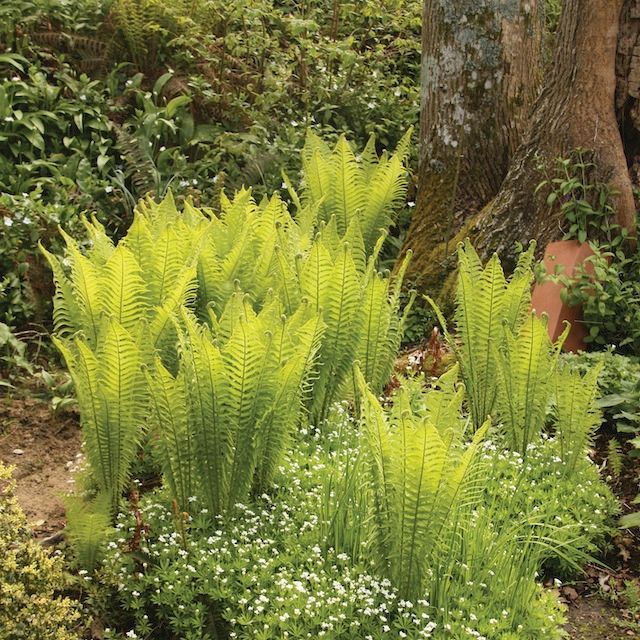 Fern Matteuccia struthiopteris