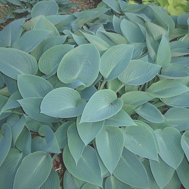 Hosta 'Halcyon'