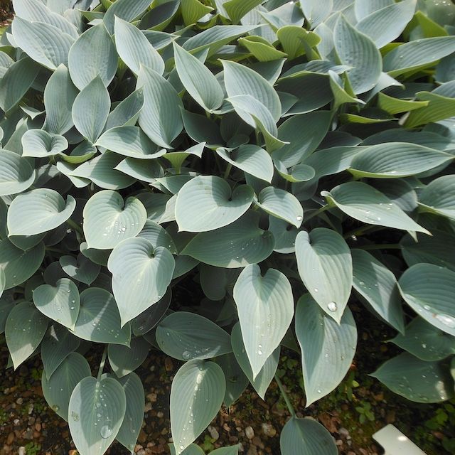 Hosta 'Halcyon'