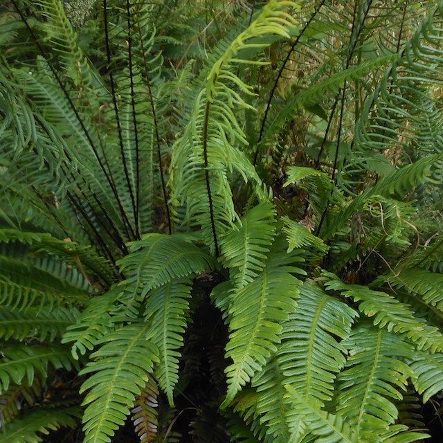 Fern Polystichum munitum