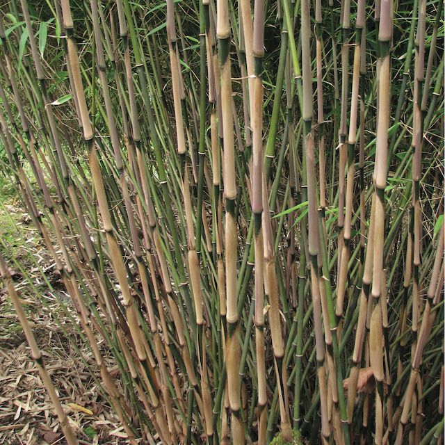 Bamboo Fargesia rufa
