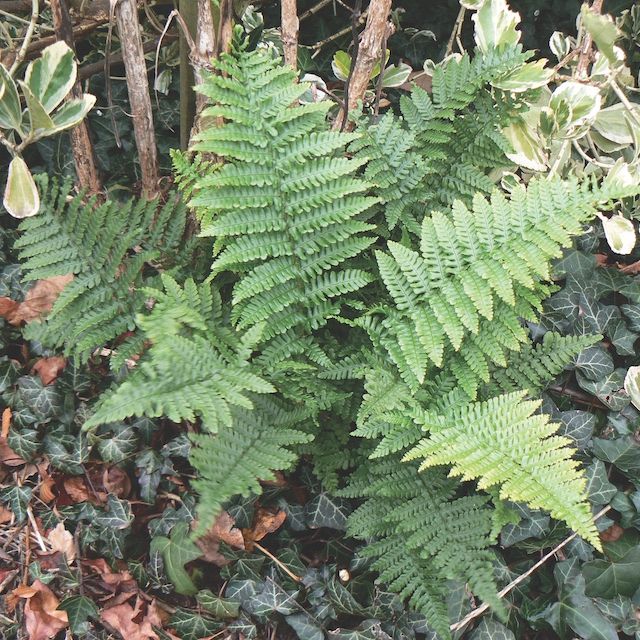 2026 Fabulous Fern Collection