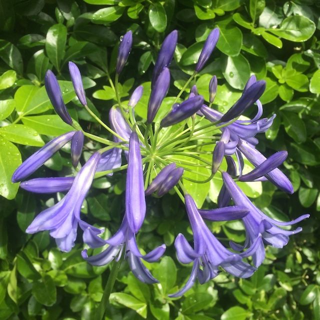 Agapanthus 'Beatrice' Agapanthus 'Beatrice'