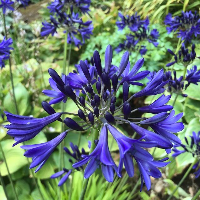 Agapanthus 'Camilla' Agapanthus 'Camilla'