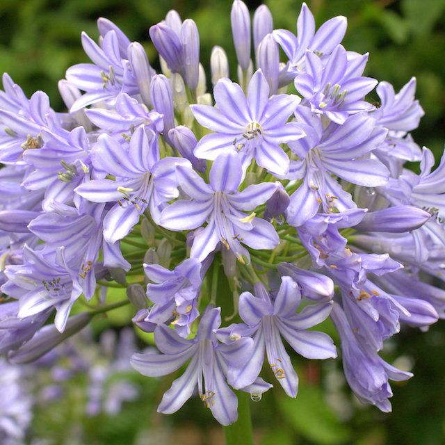 Agapanthus 'Glen Avon' Agapanthus 'Glen Avon'