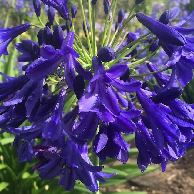Agapanthus 'Lorna'
