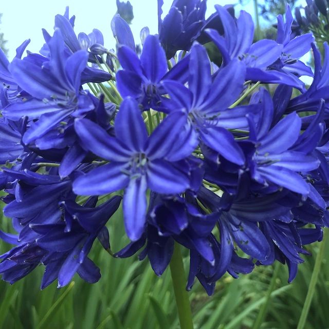 Agapanthus 'Nikki' Agapanthus 'Nikki'