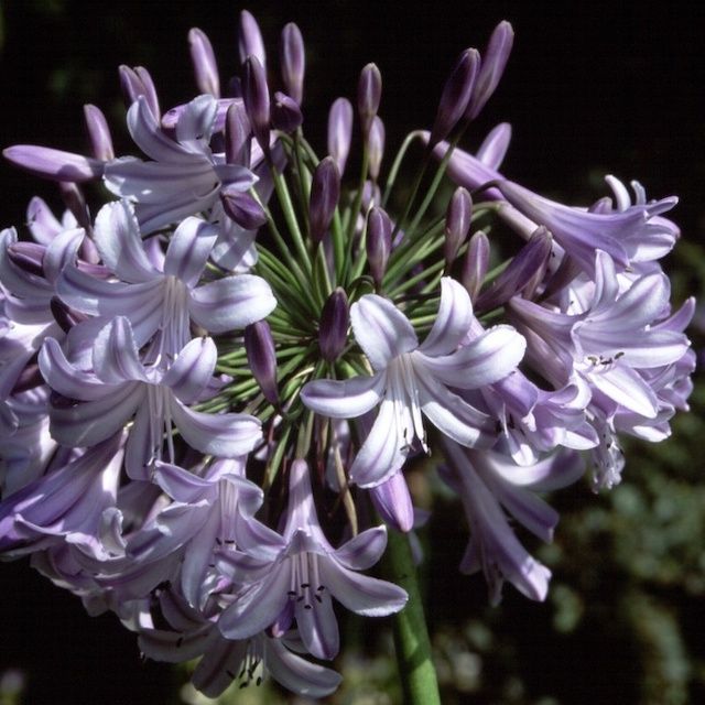 Agapanthus 'Tarka' Agapanthus 'Tarka'