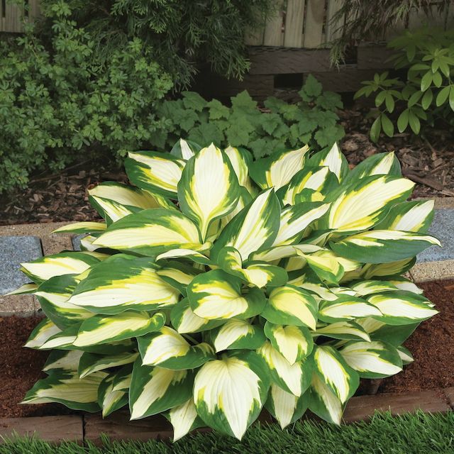 Hosta 'Color Festival’ ™ Hosta 'Color Festival’ ™