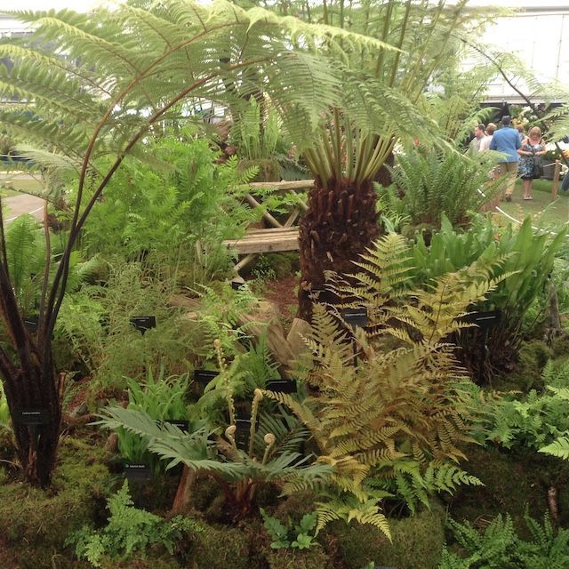 2026 Chelsea Dry Shade Fern Collection