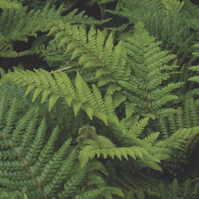 Fern Polystichum setiferum