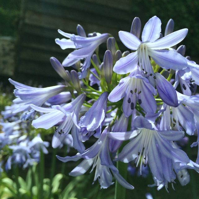 Agapanthus 'Lilac Bells' Agapanthus 'Lilac Bells'