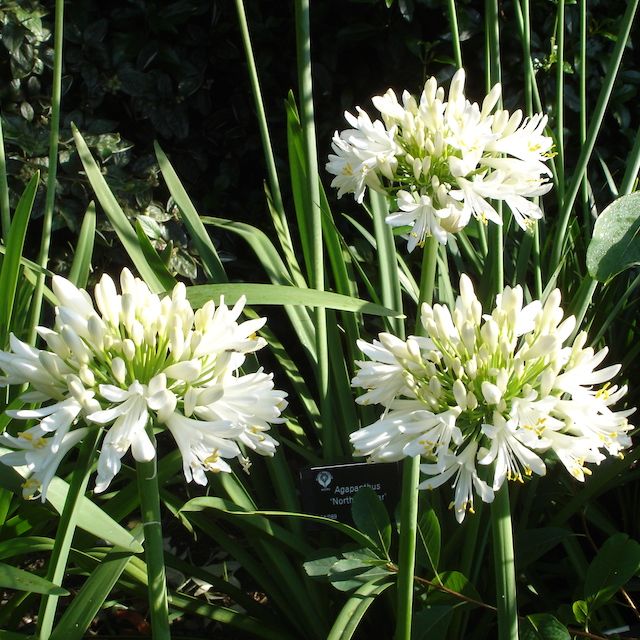 Agapanthus 'Snow Cloud'