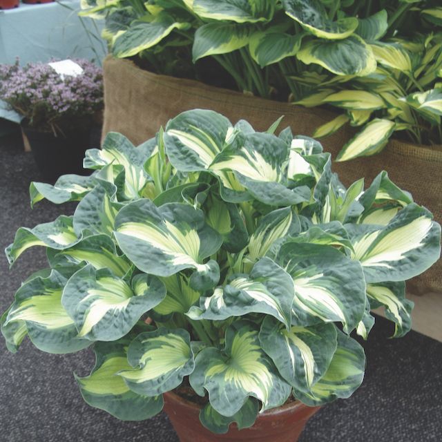 Hosta 'Golden Meadows’ ™