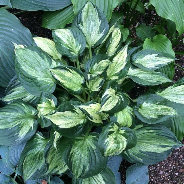 Hosta 'Midnight at the Oasis'