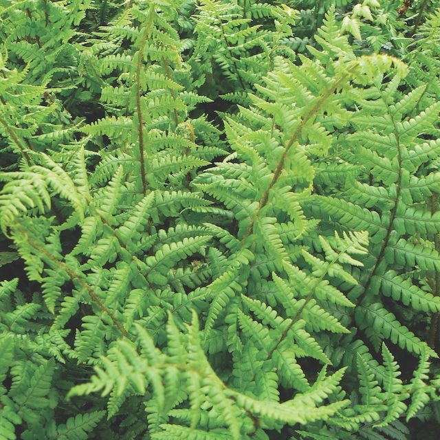 Fern Dryopteris affinis