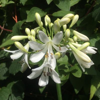 Agapanthus 'Bicton Bride'