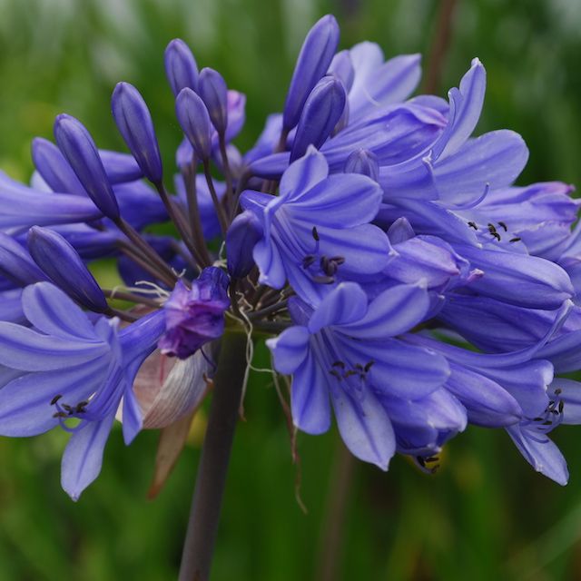 Agapanthus 'Gem' Agapanthus 'Gem'