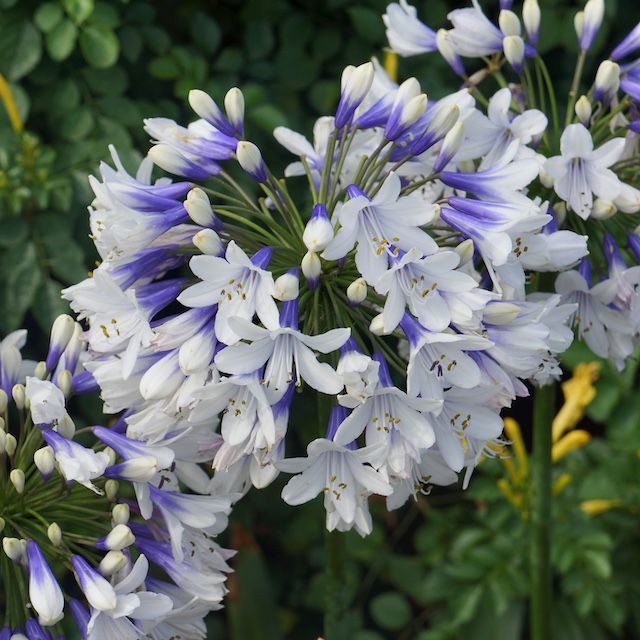Agapanthus 'Twister'