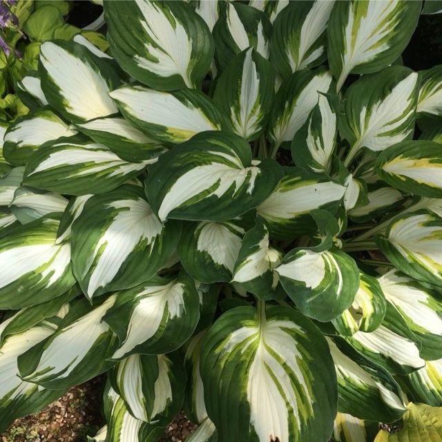 Hosta 'Enterprise'