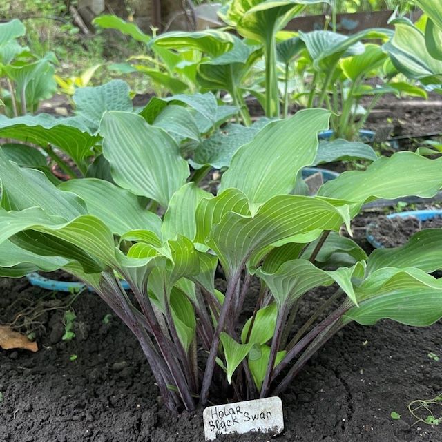 Hosta 'Holar Black Swan' Hosta 'Holar Black Swan'