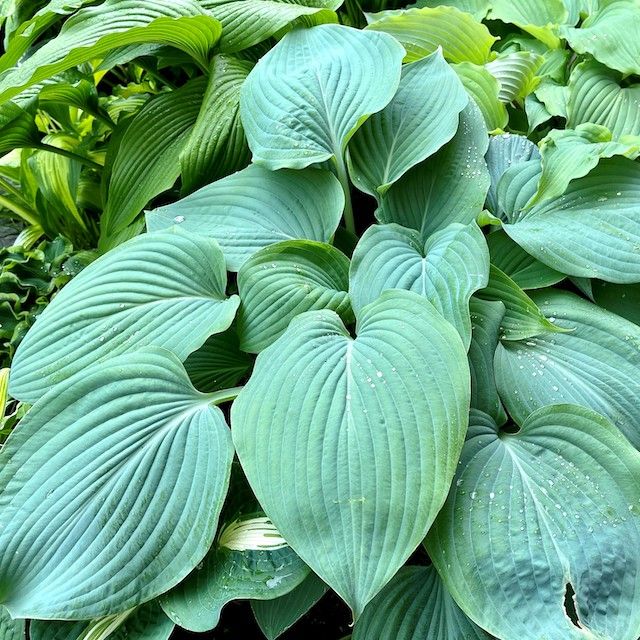Hosta 'Holar Ice Empress' Hosta 'Holar Ice Empress'