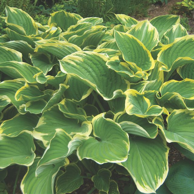 Hosta 'Sagae'