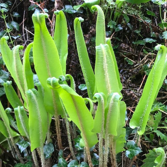 Fern Asplenium scolopendrium