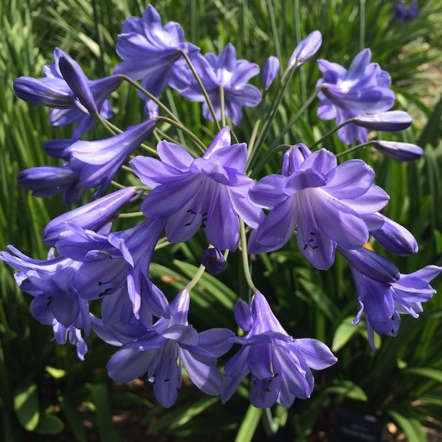 Agapanthus 'Double Delight' Agapanthus 'Double Delight'
