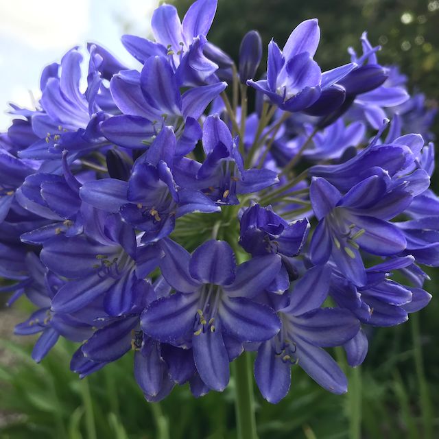 Agapanthus 'Pride of Bicton'