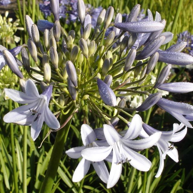 Agapanthus 'Wembworthy' Agapanthus 'Wembworthy'