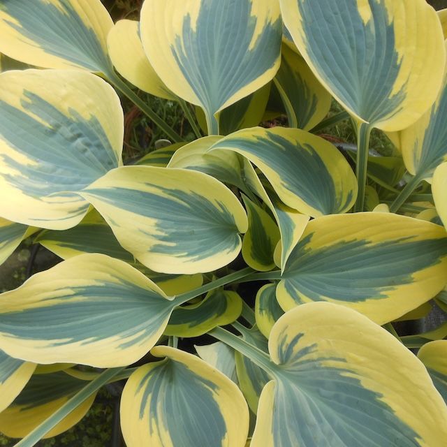Hosta 'Ben Vernooij' ® Hosta 'Ben Vernooij' ®