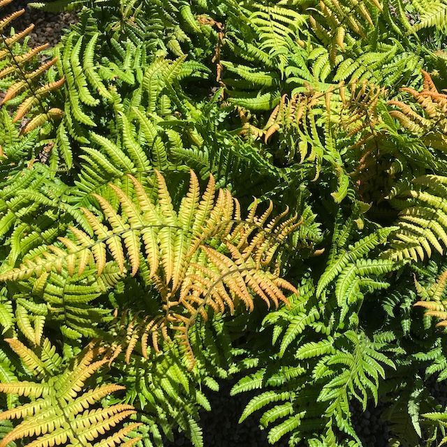 Fern Dryopteris wallichiana 'Jurassic Gold'