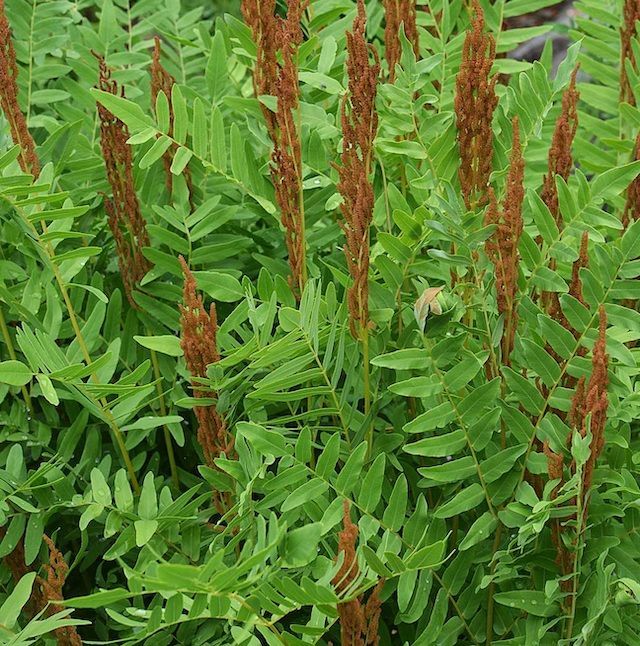 Fern Osmunda regalis